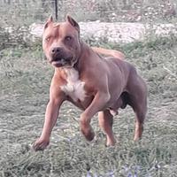 Pitbull ukc pedigree Accp x monta