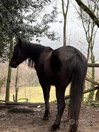 Cavalla 3 anni morella