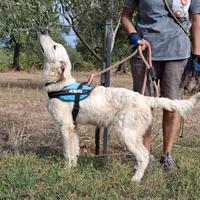 PAKI una bellezza in adozione