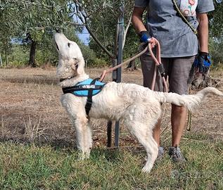 PAKI una bellezza in adozione