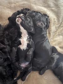 Cuccioli di cocker spaniel, neri e roani