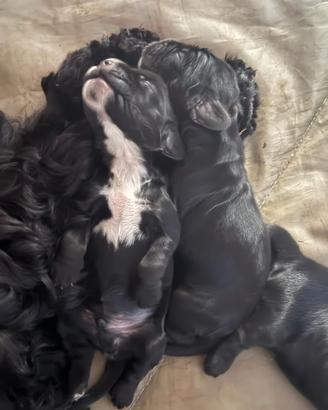 Cuccioli di cocker spaniel, neri e roani