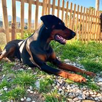 Maschio Dobermann per accoppiamento