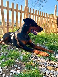 Maschio Dobermann per accoppiamento