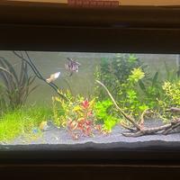 Acquario 100 L + mobile