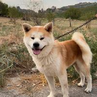 Akita Inu per monta