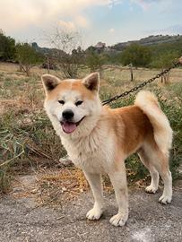 Akita Inu per monta