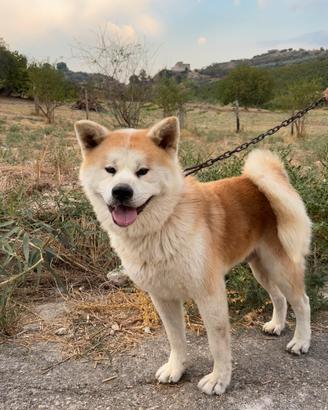 Akita Inu per monta