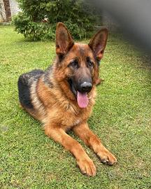 Pastore tedesco femmina