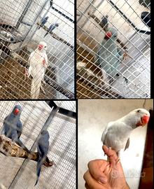 Parrochetto del collare