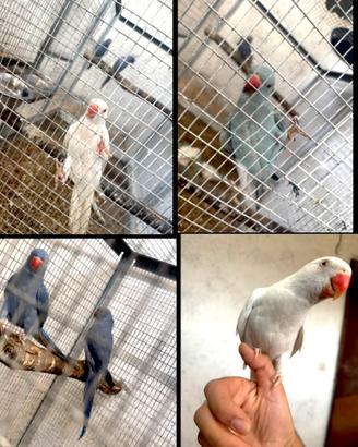 Parrochetto del collare