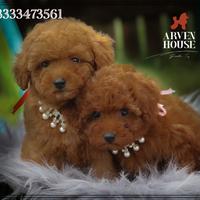 Cuccioli piccola piccolissima taglia anche a rate