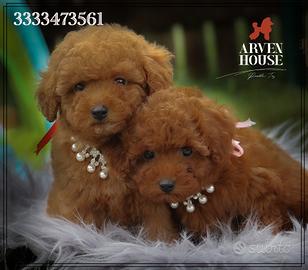 Cuccioli piccola piccolissima taglia anche a rate