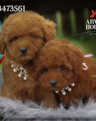 Cuccioli piccola piccolissima taglia anche a rate