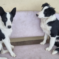 1 Smooth e 1 Border Collie cuccioli