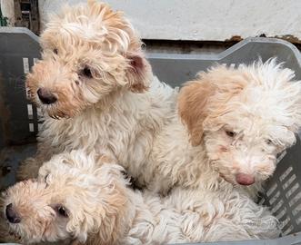 Lagotto romagnolo