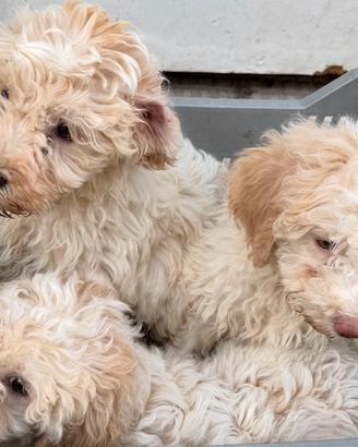 Lagotto romagnolo