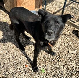 Ottavio 9 anni Taglia media grande