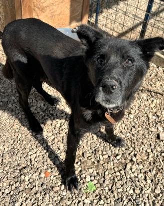 Ottavio 9 anni Taglia media grande