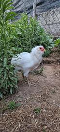 Galletto Araucana di 4 mesi