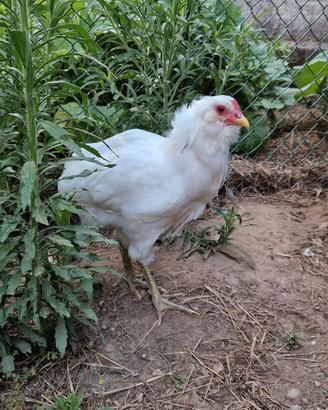 Galletto Araucana di 4 mesi