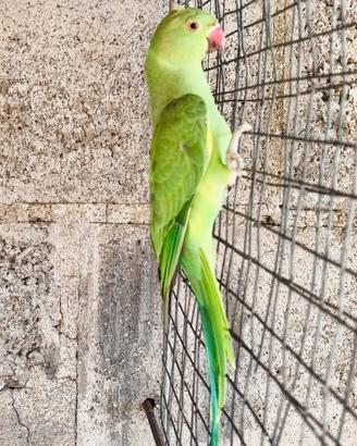 Pappagalli Parrocchetti dal collare