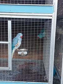 Coppie riproduttive di pappagalli