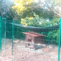 pensione/ lloggi per cani