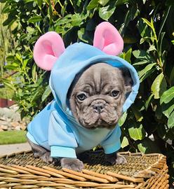 Bulldog francese