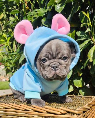 Bulldog francese