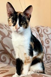 Gattina calico