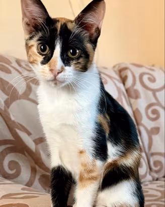 Gattina calico
