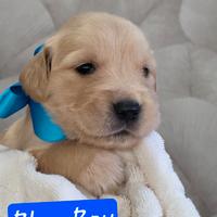 Cuccioli Golden Retriever