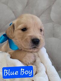 Cuccioli Golden Retriever con pedigree
