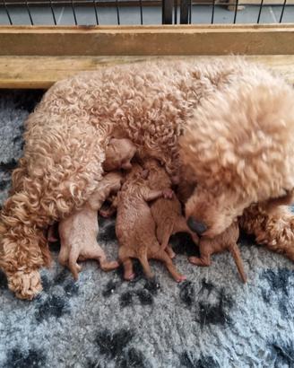Barboncino nano red rosso fulvo cuccioli