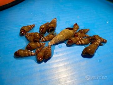 Lumache per acquario Melanoides Tuberculata / MTS