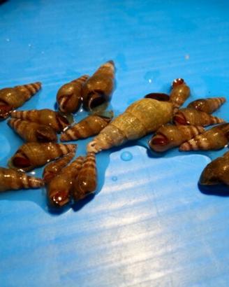 Lumache per acquario Melanoides Tuberculata / MTS