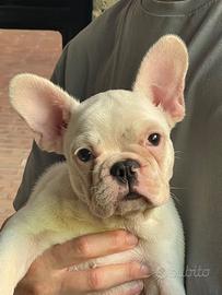 Cucciola Caillé figlia di due Bouledogue Francesi