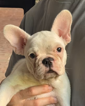 Cucciola Caillé figlia di due Bouledogue Francesi
