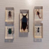 insetti in resina per collezione 