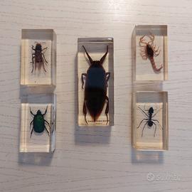 insetti in resina per collezione 