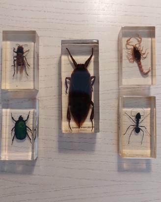 insetti in resina per collezione 