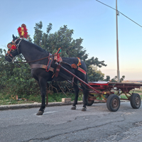 Cavallo da carretto