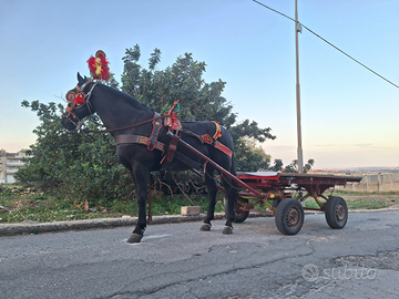 Cavallo da carretto