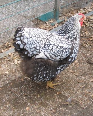 Galline di razza e ibride