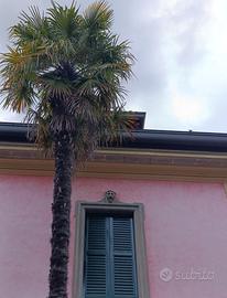 Addetta sala e bar con alloggio, Bellagio