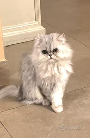 Gatto persiano