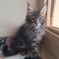 Meraviglioso cucciolo Maine coon con pedigree