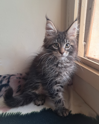 Meraviglioso cucciolo Maine coon con pedigree