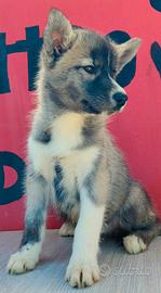 Cuccioli di siberin husky con Pedigree enci
